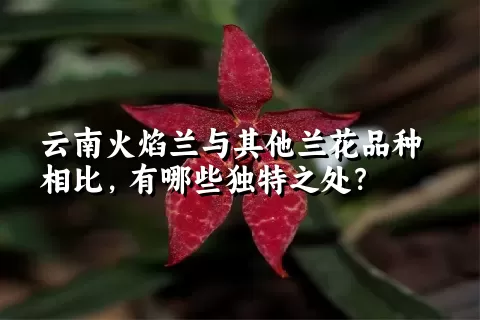 云南火焰兰与其他兰花品种相比，有哪些独特之处？