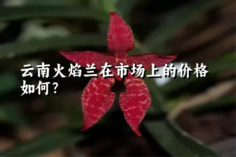 云南火焰兰在市场上的价格如何？