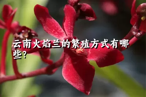 云南火焰兰的繁殖方式有哪些？