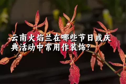 云南火焰兰在哪些节日或庆典活动中常用作装饰？