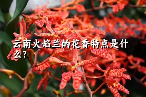 云南火焰兰的花香特点是什么？