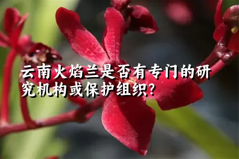 云南火焰兰是否有专门的研究机构或保护组织？