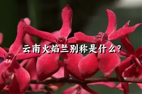 云南火焰兰别称是什么？