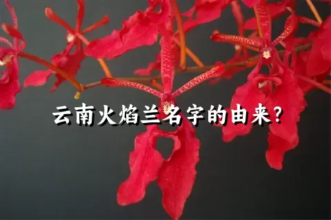 云南火焰兰名字的由来？