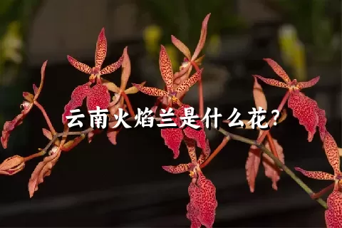 云南火焰兰是什么花？