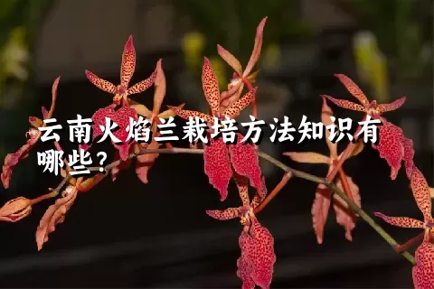 云南火焰兰栽培方法知识有哪些？