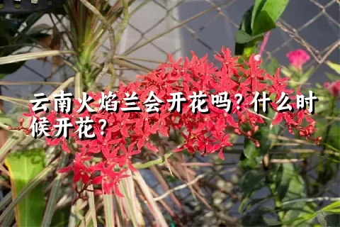 云南火焰兰会开花吗？什么时候开花？