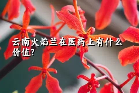 云南火焰兰在医药上有什么价值？