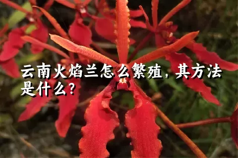 云南火焰兰怎么繁殖，其方法是什么？