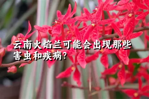 云南火焰兰可能会出现那些害虫和疾病？