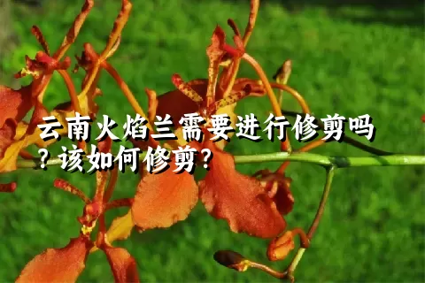 云南火焰兰需要进行修剪吗？该如何修剪？