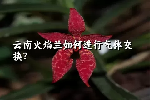 云南火焰兰如何进行气体交换？