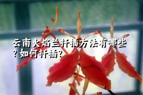 云南火焰兰扦插方法有哪些？如何扦插？