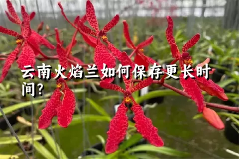 云南火焰兰如何保存更长时间？