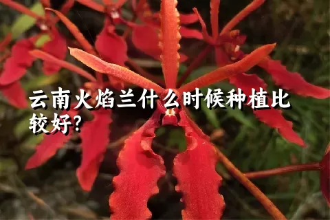 云南火焰兰什么时候种植比较好？