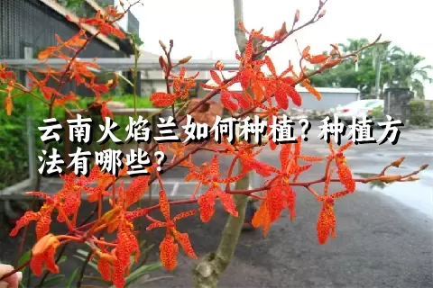 云南火焰兰如何种植？种植方法有哪些？