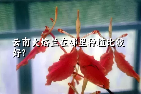 云南火焰兰在哪里种植比较好？