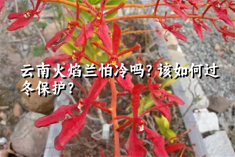 云南火焰兰怕冷吗？该如何过冬保护？