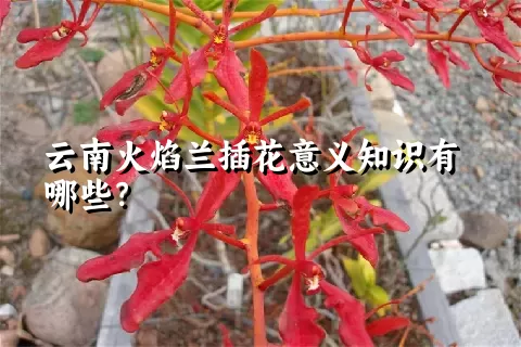 云南火焰兰插花意义知识有哪些？