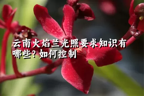 云南火焰兰光照要求知识有哪些？如何控制