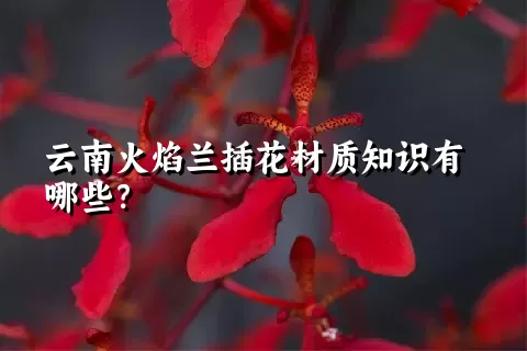 云南火焰兰插花材质知识有哪些？