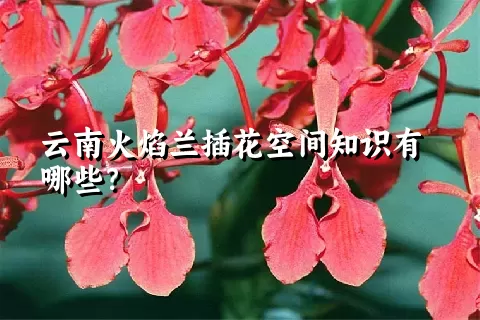 云南火焰兰插花空间知识有哪些？