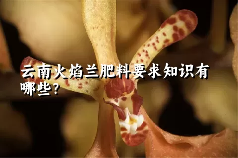 云南火焰兰肥料要求知识有哪些？