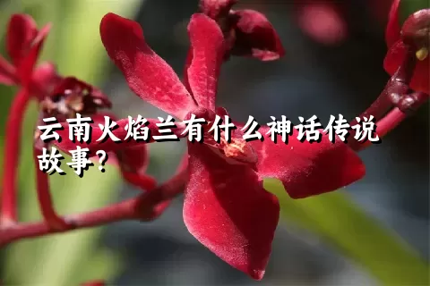 云南火焰兰有什么神话传说故事？