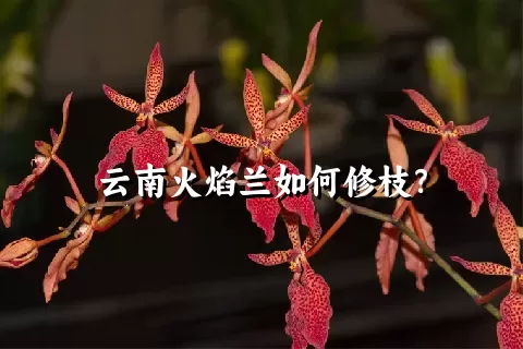 云南火焰兰如何修枝？