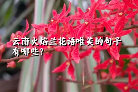 云南火焰兰花语唯美的句子有哪些？