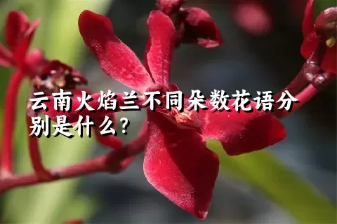 云南火焰兰不同朵数花语分别是什么？