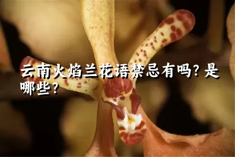 云南火焰兰花语禁忌有吗？是哪些？