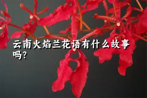 云南火焰兰花语有什么故事吗？