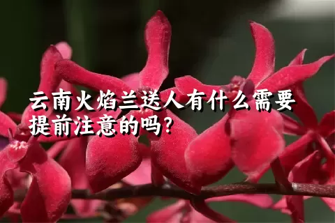 云南火焰兰送人有什么需要提前注意的吗？