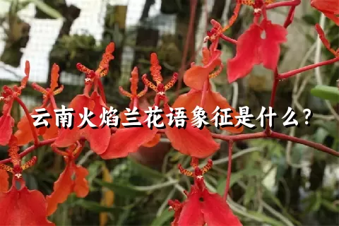 云南火焰兰花语象征是什么？