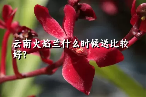 云南火焰兰什么时候送比较好？