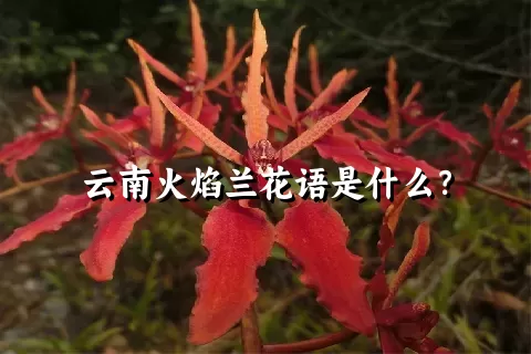 云南火焰兰花语是什么？