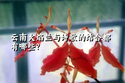 云南火焰兰与诗歌的结合都有哪些？