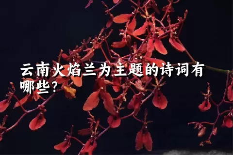 云南火焰兰为主题的诗词有哪些？