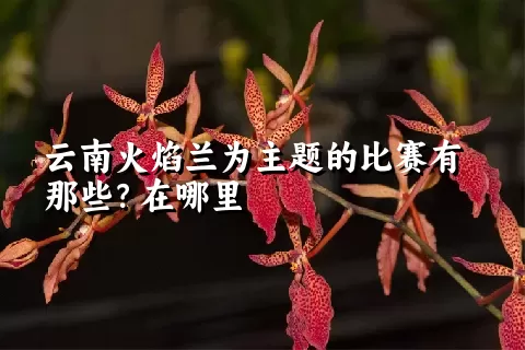 云南火焰兰为主题的比赛有那些？在哪里