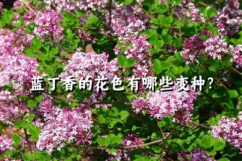 蓝丁香的花色有哪些变种？