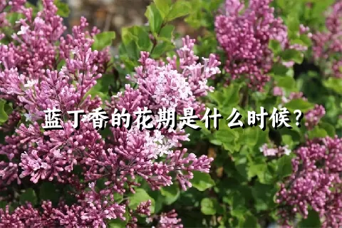 蓝丁香的花期是什么时候？