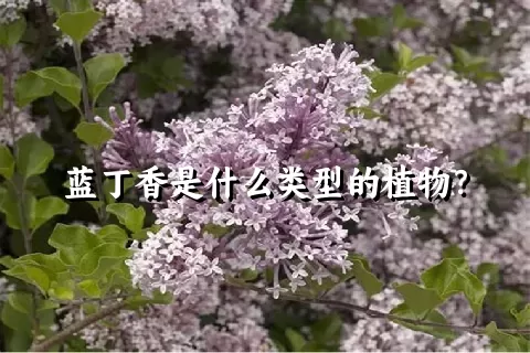 蓝丁香是什么类型的植物？