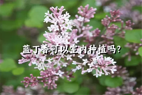 蓝丁香可以室内种植吗？