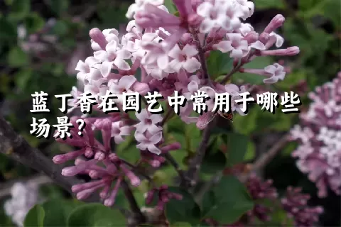 蓝丁香在园艺中常用于哪些场景？