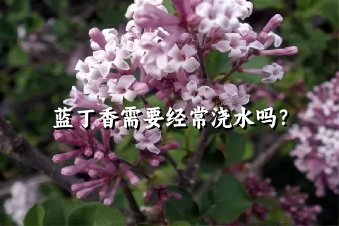 蓝丁香需要经常浇水吗？