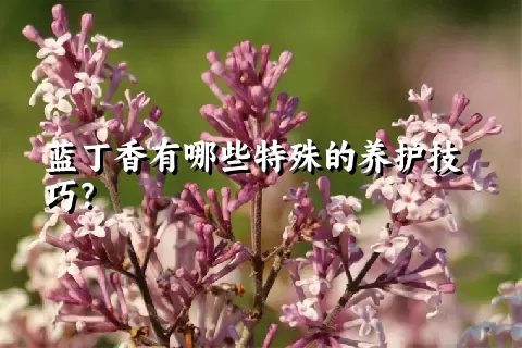 蓝丁香有哪些特殊的养护技巧？