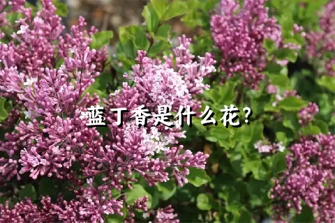 蓝丁香是什么花？