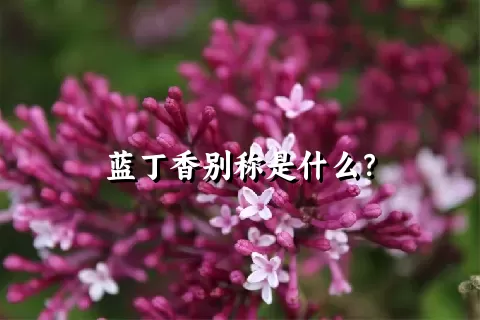 蓝丁香别称是什么？