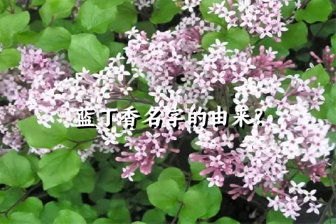 蓝丁香名字的由来？